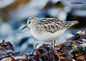 Calidris minutilla